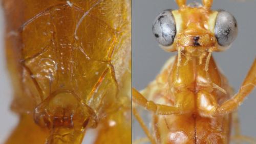 Réf. 274 265 : Ophion obscuratus